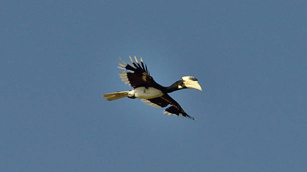 istock The great hornbill (Buceros bicornis) in Yala National Park. 541136562