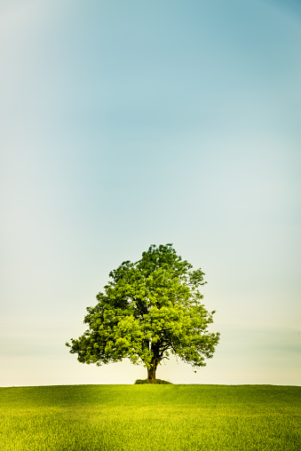 Lonely tree in the center on a green field with a  retro feeling with a  retro feeling