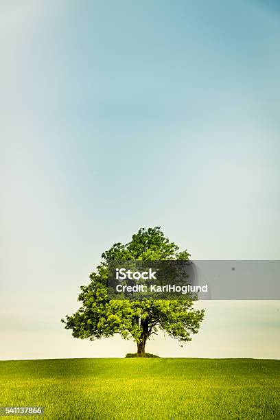 Lonely Tree On A Green Field Stock Photo - Download Image Now - Tree, Sky, Oak Tree