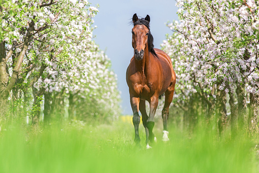 Bay horse running full gallop in a blooming garden.