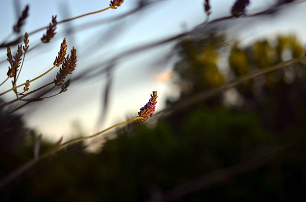 istock lavender flower in evening sunlight 541139402