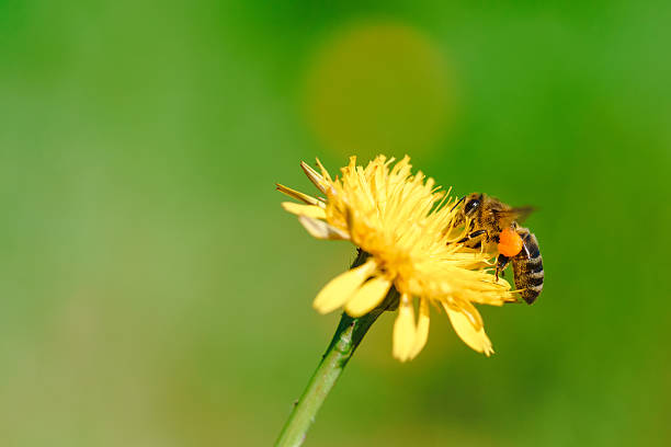 istock Honey bee collecting nectar from dandelion flower 541140112
