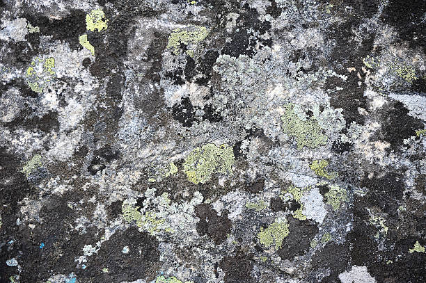 istock background of stone and moss 541140518