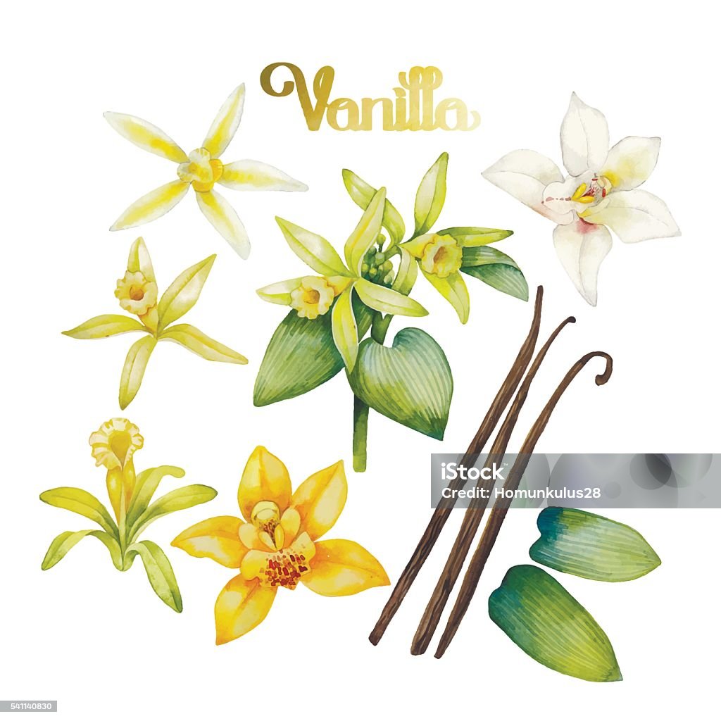Watercolor vanilla flower Watercolor vanilla flowers. Hand painted floral design Vanilla stock vector