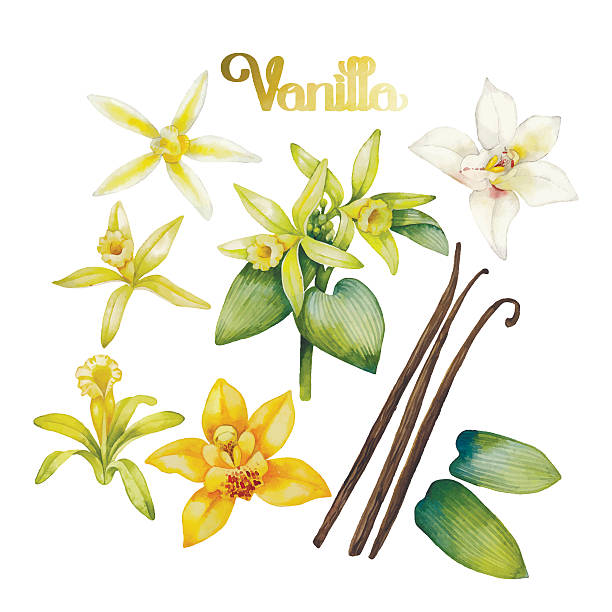 Watercolor vanilla flower Watercolor vanilla flowers. Hand painted floral design vajilla stock illustrations