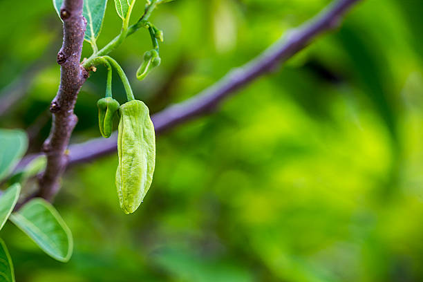 istock Leaf and flower of custard apples 541141962