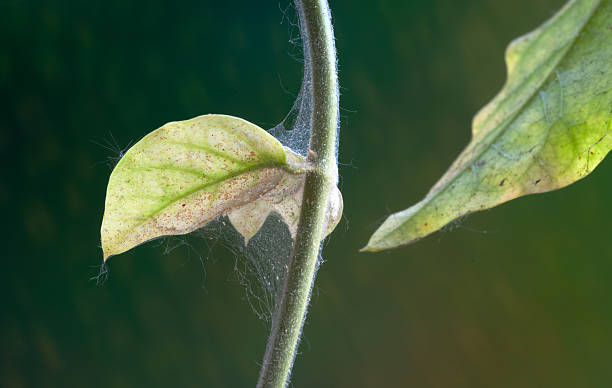 planta de plagas - arrepollado de las hojas fotografías e imágenes de stock