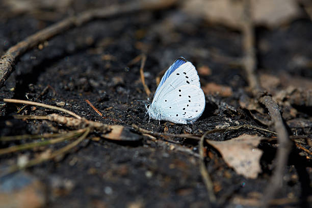 istock Blue butterfly sitting on a black charcoal in the forest 541143150