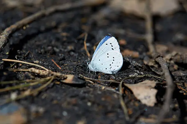 Blue butterfly sitting on a black charcoal in the forest.