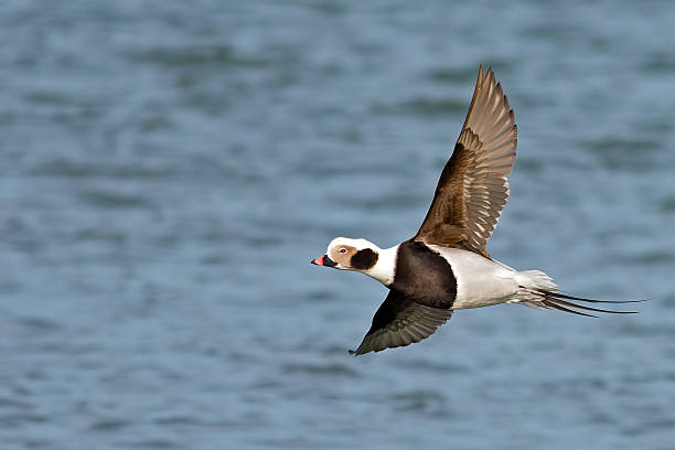 istock Male Long-tailed Duck in Flight 541144838