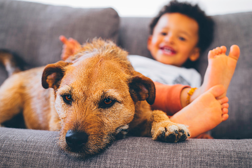 Brown dog relaxing on a sofa looking tired while a little boy sits beside in the background smiling. Focus is on the dog in the foreground