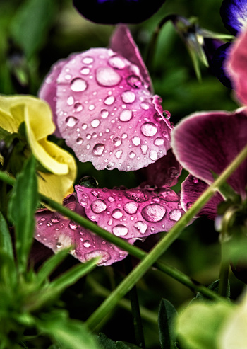 Pansy's show a collection of rain droplets.