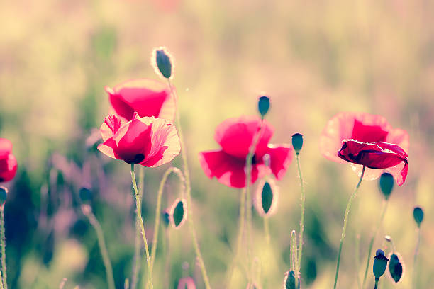 istock Red poppy flowers 541145860