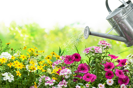 Watering flowers with a watering can in the garden