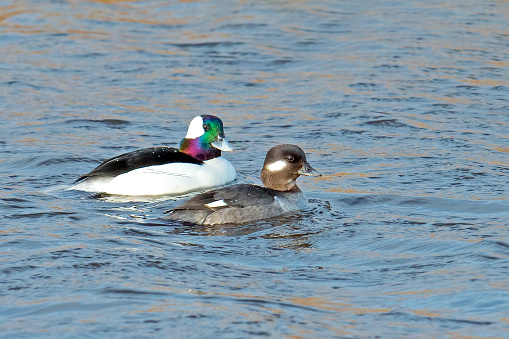 Male and Female Bufflehead Ducks