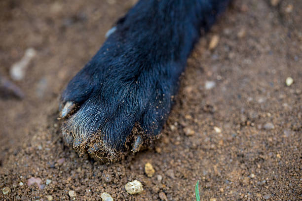 istock thai black dog foot 541148056