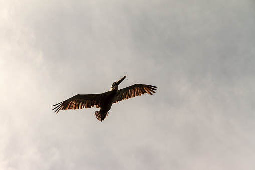 The brown pelican (Pelecanus occidentalis) in flight in Puerto Rico, against a dark ominous sky