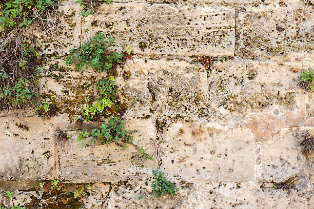 istock Ancient stone wall covered with plants. Beige and green texture. 541149062