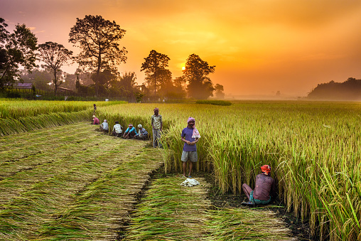 Chitwan, Nepal - October 24, 2015 : Nepalese people working in a rice field at sunrise.