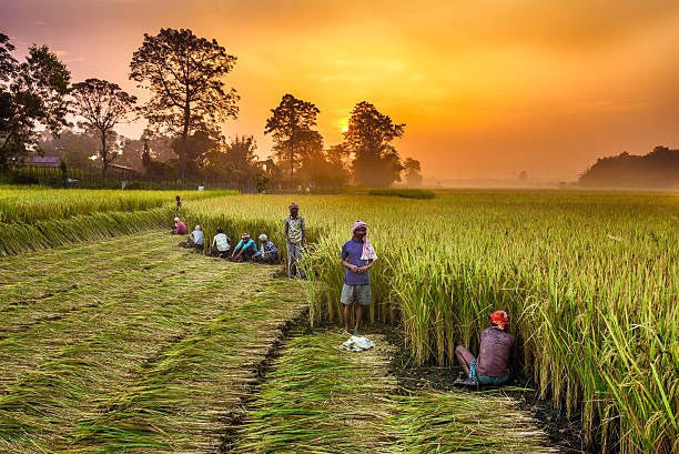 Nepalese people working in a rice field at sunrise Chitwan, Nepal - October 24, 2015 : Nepalese people working in a rice field at sunrise. drudgery photos stock pictures, royalty-free photos & images