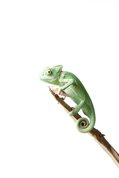 istock Greenish chameleon on branch isolated on white background 541149192