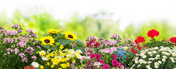 정원 꽃  - flower head sky daisy flower 뉴스 사진 이미지