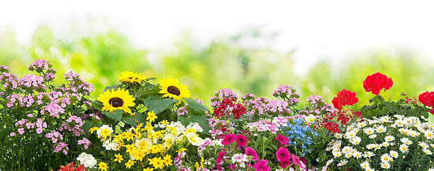 Flowers in garden Background with the summer flowers in garden flowerbed stock pictures, royalty-free photos & images