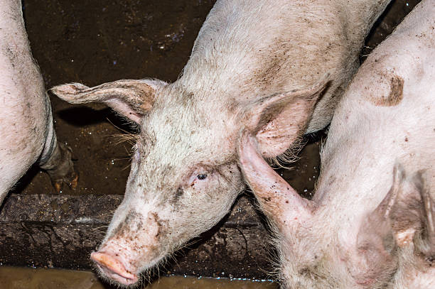 istock Close-up Head of a Pig in a Pigsty 541150042