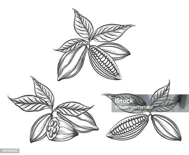 Cacao Beans Engraved Stock Illustration - Download Image Now - Cacao Fruit, Woodcut, Art