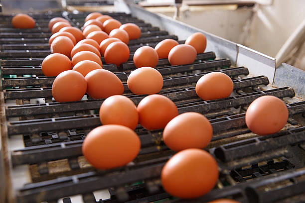 istock Fresh and raw chicken eggs on a conveyor belt 541151216