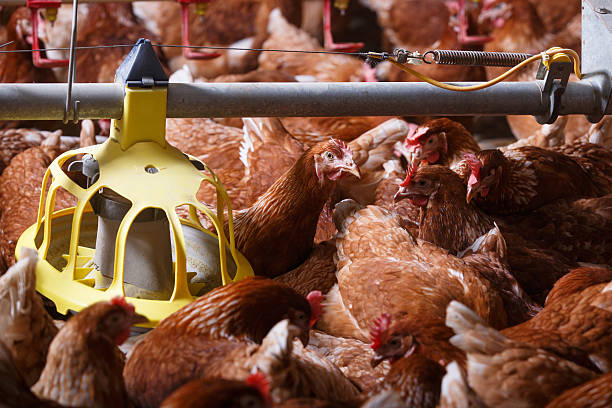 istock Farm chicken in a barn, eating from an automatic feeder 541151376