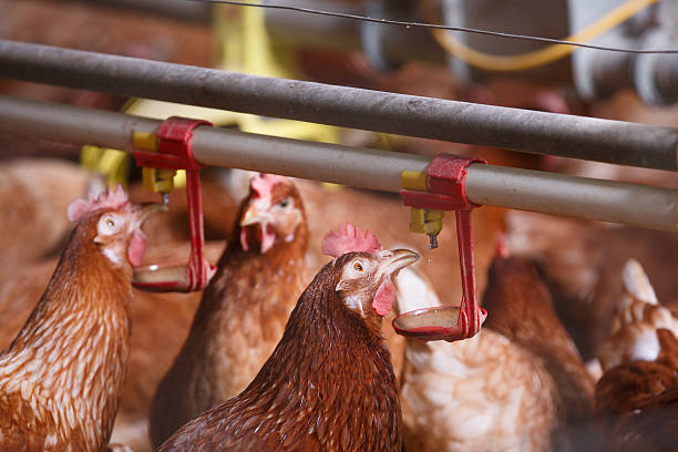 istock Farm chicken in a barn, drinking from waterer 541151522