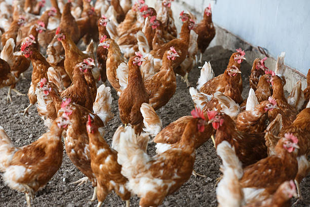 istock Free-range chicken freely grazing outside 541151714