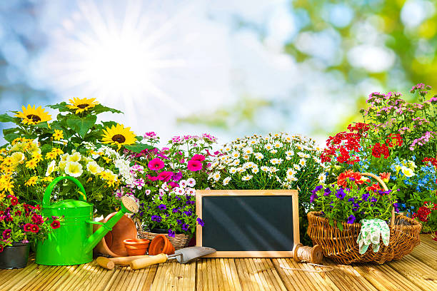 istock Gardening tools and flowers on the terrace i 541152600