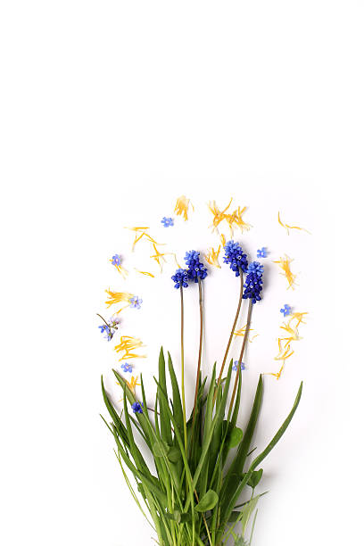 istock spring flowers on a white background vintage 541152906