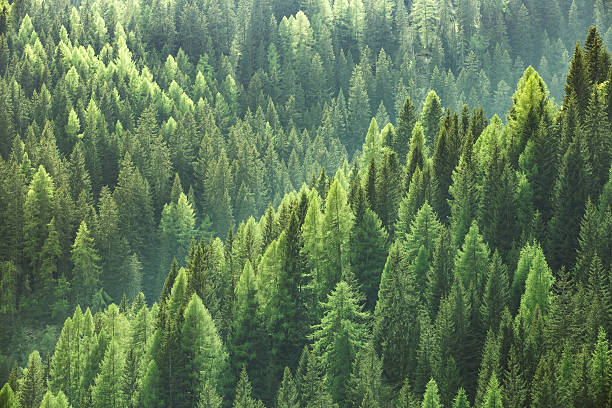 gesunde grünbäume im wald aus fichte, tanne und kiefer - biomasse erneuerbarkeit fotos stock-fotos und bilder