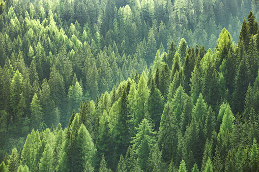 Healthy green trees in forest of spruce, fir and pine