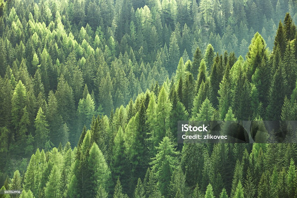 Healthy green trees in forest of spruce, fir and pine Healthy green trees in a forest of old spruce, fir and pine trees in wilderness of a national park. Sustainable industry, ecosystem and healthy environment concepts and background. Forest Stock Photo