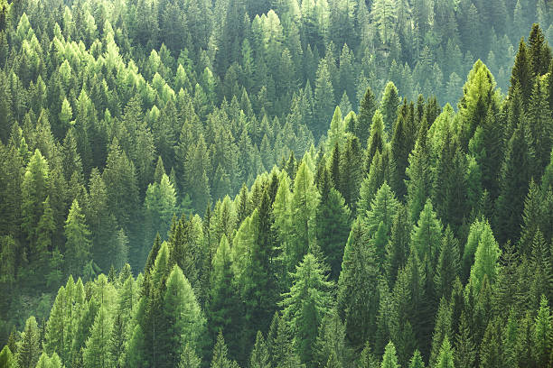 Healthy green trees in forest of spruce, fir and pine Healthy green trees in a forest of old spruce, fir and pine trees in wilderness of a national park. Sustainable industry, ecosystem and healthy environment concepts and background. spruce stock pictures, royalty-free photos & images