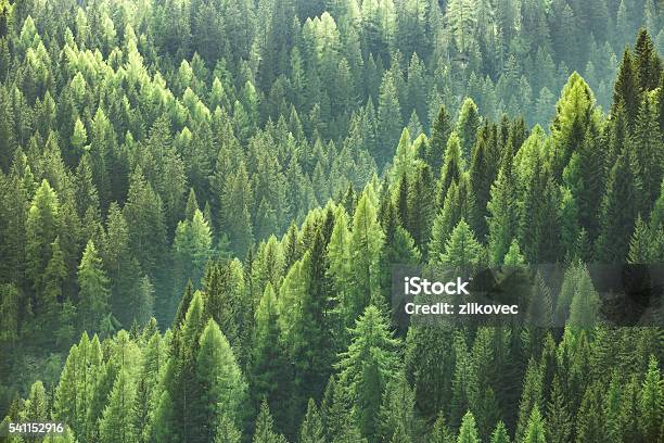 Healthy Green Trees In Forest Of Spruce Fir And Pine Stock Photo - Download Image Now