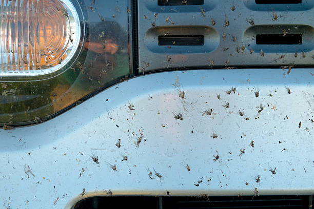 zerkleinertes insekt auf autostoßstange. - midge stock-fotos und bilder