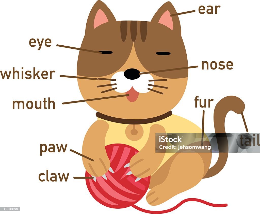 Illustration of cat vocabulary part of body Illustration of cat vocabulary part of body vector Anatomy stock vector