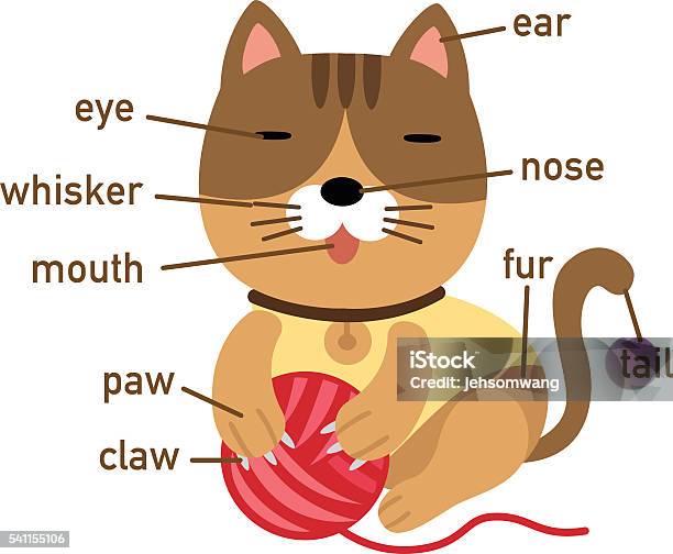 Illustration Of Cat Vocabulary Part Of Body Stock Illustration - Download Image Now - Anatomy, Animal, Animal Body Part