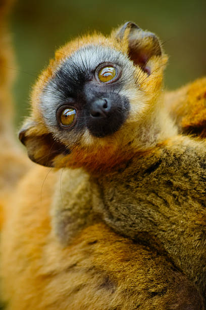 istock Baby red fronted brown lemur on its mother's back 541155204