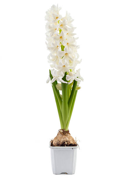 istock Hyacinth flower seedlings 541155284
