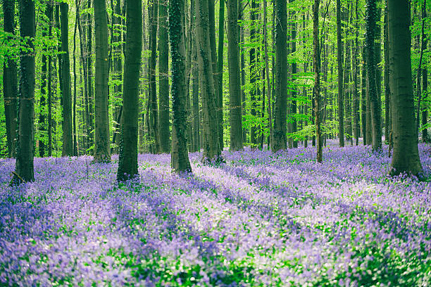 istock Hallerbos Bluebells Forest, Belgium. 541155790
