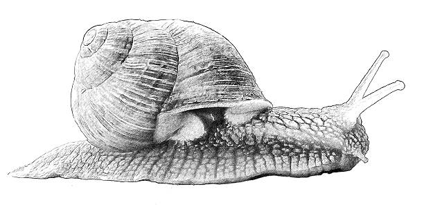 Snail. Illustration in draw, sketch style