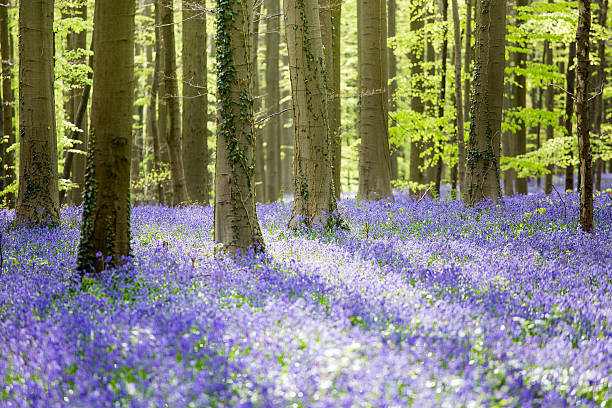 istock Hallerbos Bluebells Forest, Belgium. 541155978