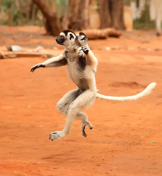 lemurs of Madagascar in the wild, verreaux's sifaka or Propithecus verreauxi also known as the dancing lemur or dancing sifaka dancing with baby