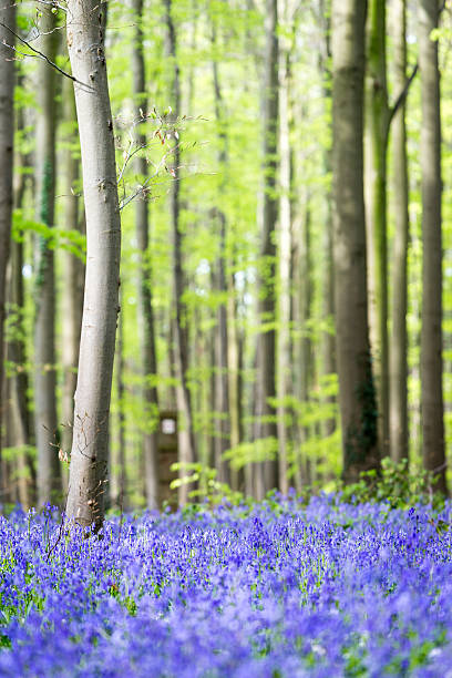 istock Hallerbos Bluebells Forest, Belgium. 541265914